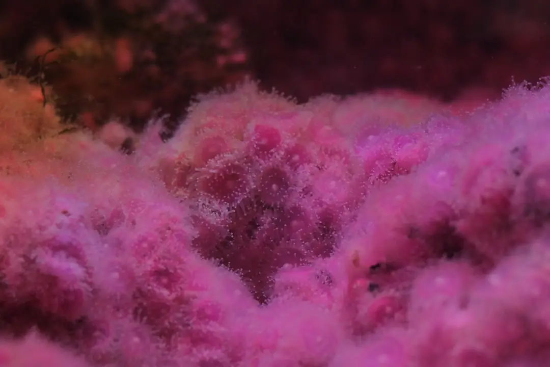 Anemoner i havet illustration