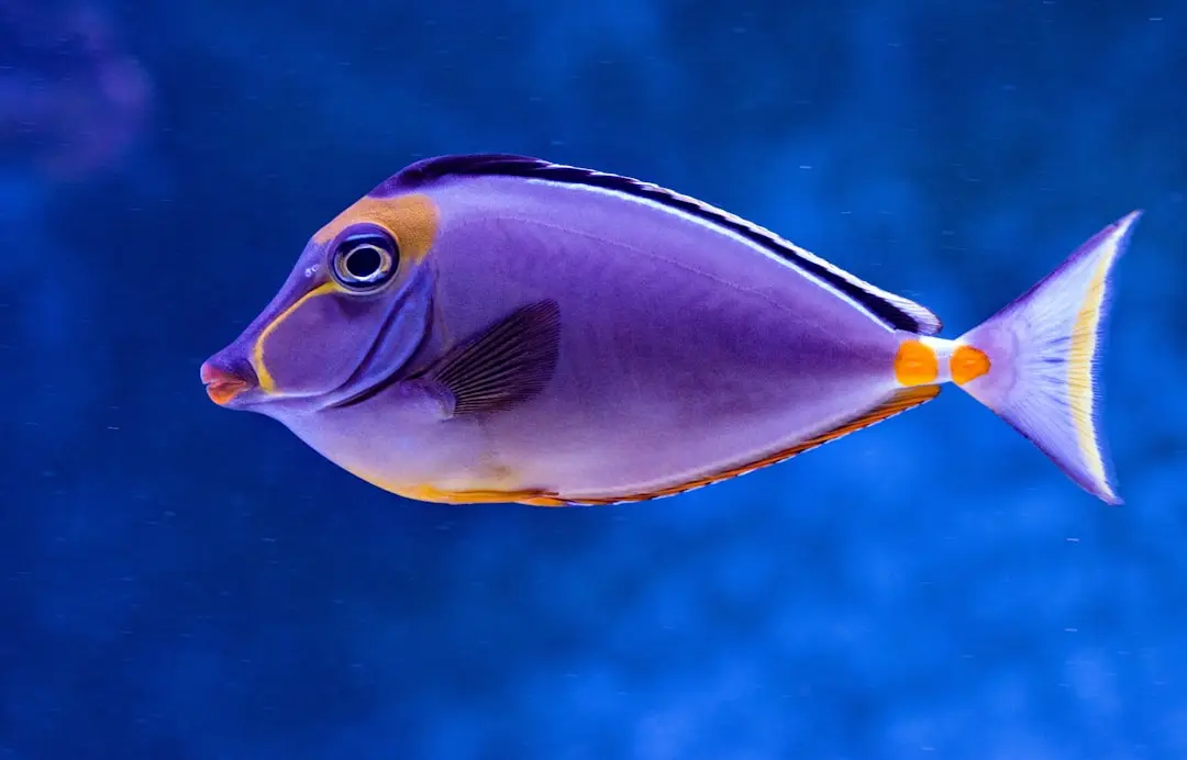 Elritsa synonym illustration